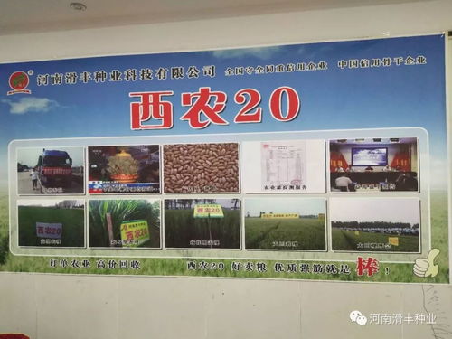 西農20優質強筋小麥訂單品種推廣 寧陵農技與市場活動共譜新篇
